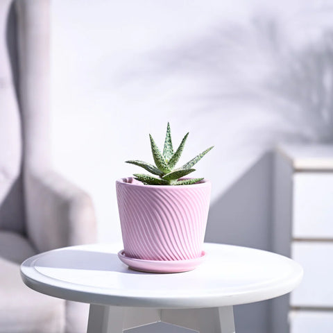 Aloe Blizzard