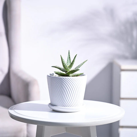 Aloe Blizzard