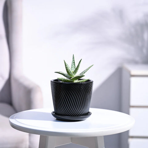 Aloe Blizzard