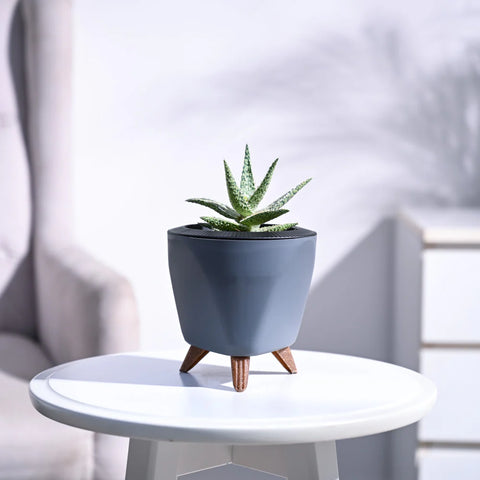 Aloe Blizzard