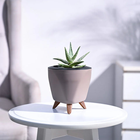 Aloe Blizzard