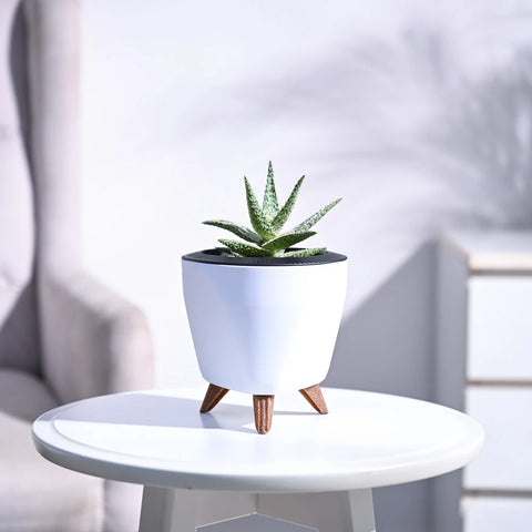 Aloe Blizzard
