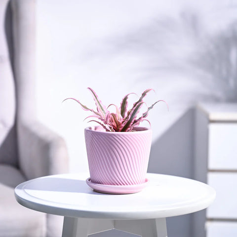 Earth Star - Pink