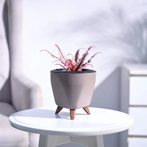 Earth Star - Pink
