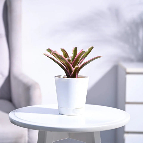 Neoregelia Fallan