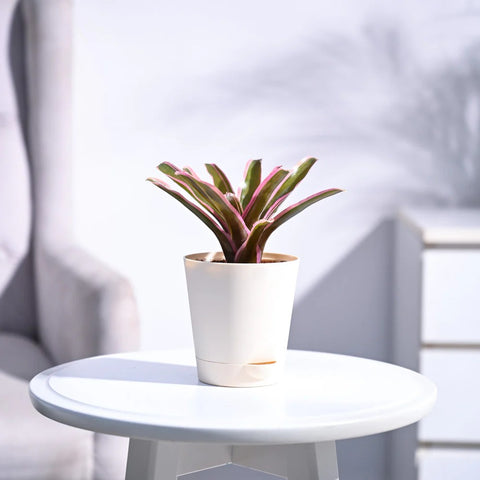 Neoregelia Fallan