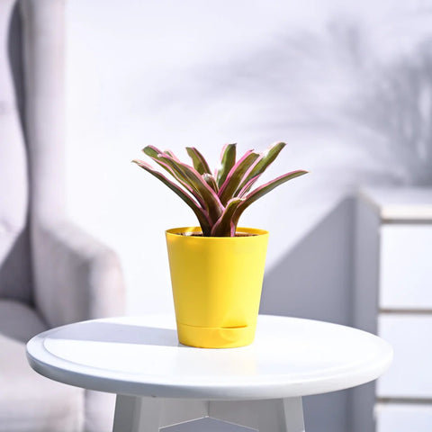 Neoregelia Fallan