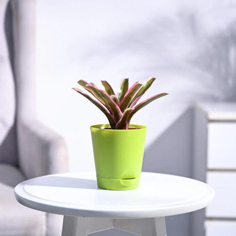 Neoregelia Fallan