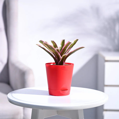 Neoregelia Fallan
