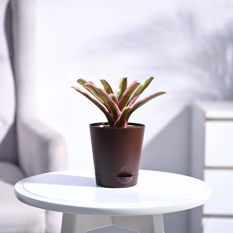 Neoregelia Fallan