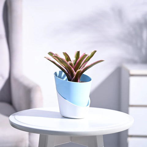 Neoregelia Fallan