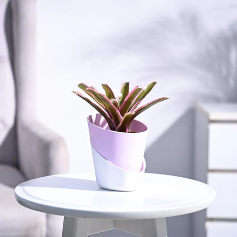 Neoregelia Fallan