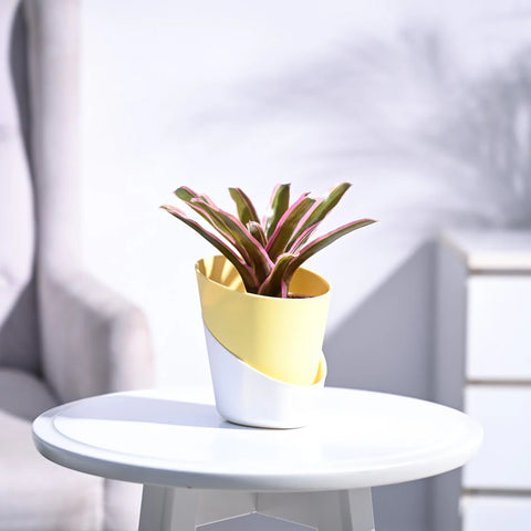 Neoregelia Fallan