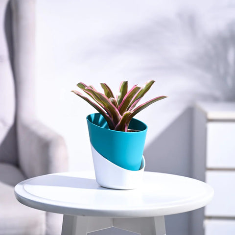 Neoregelia Fallan