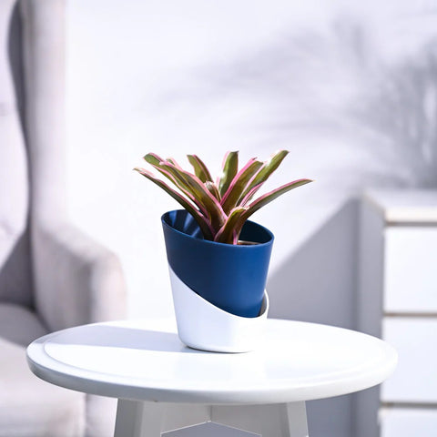 Neoregelia Fallan