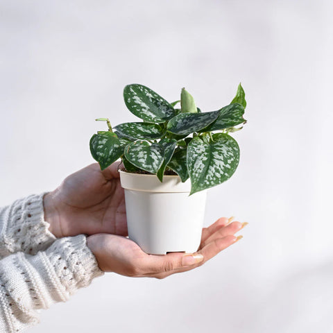 Money Plant Satin - Scindapsus Pictus Argyraeus