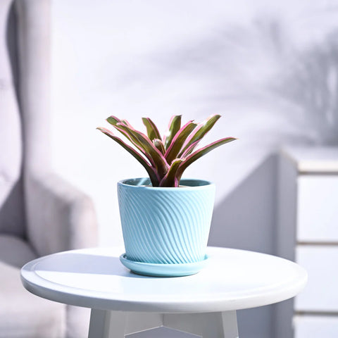 Neoregelia Fallan