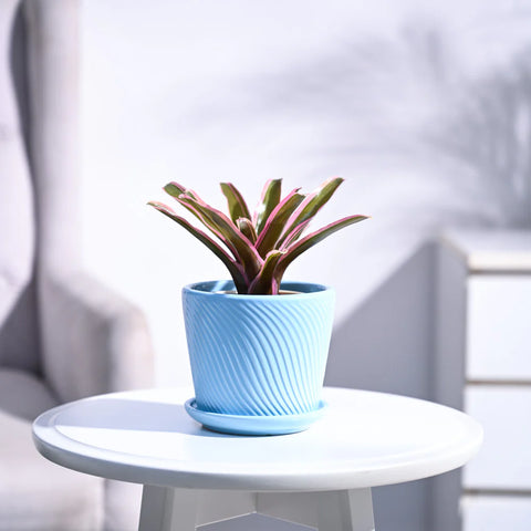 Neoregelia Fallan
