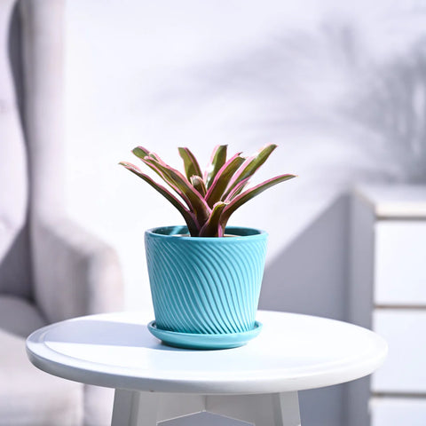 Neoregelia Fallan