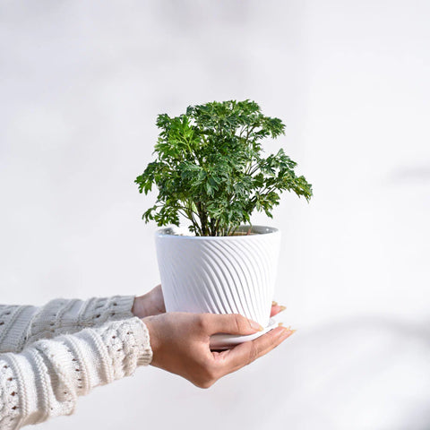 Aralia Golden