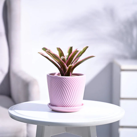 Neoregelia Fallan