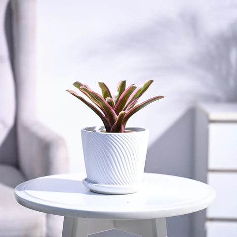 Neoregelia Fallan