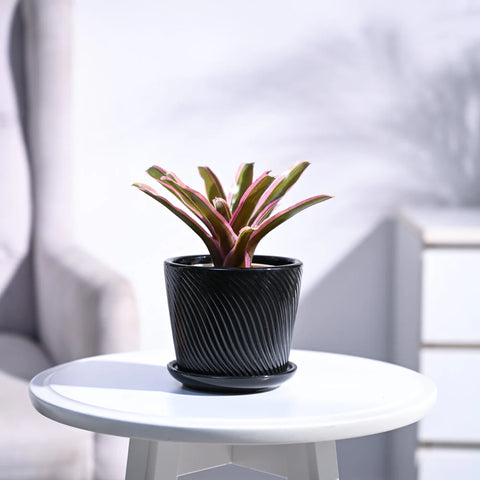 Neoregelia Fallan