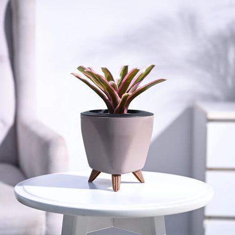 Neoregelia Fallan