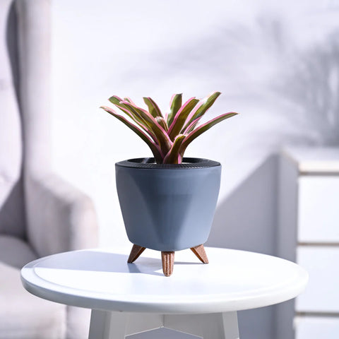 Neoregelia Fallan