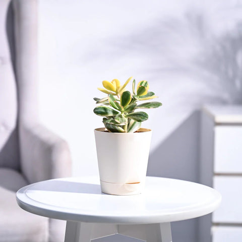 Crassula Ovata Variegated