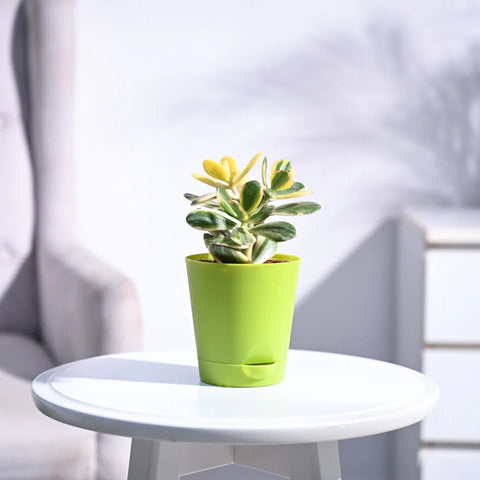 Crassula Ovata Variegated
