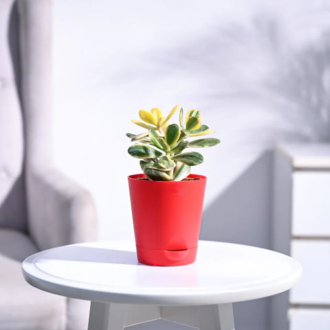 Crassula Ovata Variegated