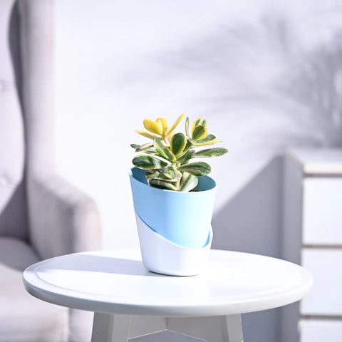Crassula Ovata Variegated