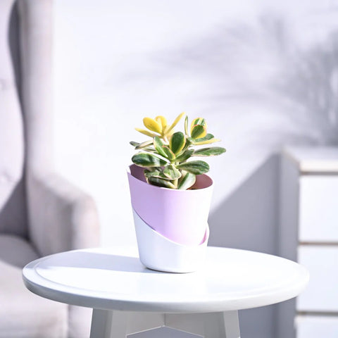 Crassula Ovata Variegated