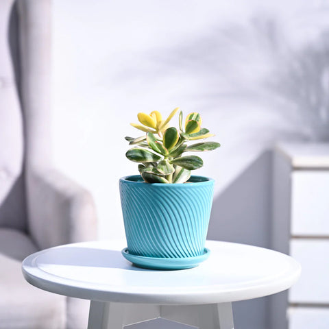 Crassula Ovata Variegated
