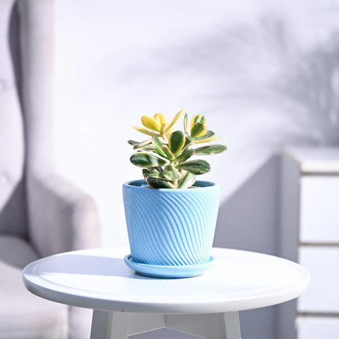Crassula Ovata Variegated