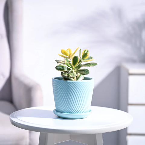Crassula Ovata Variegated