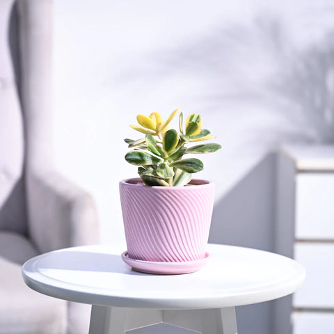 Crassula Ovata Variegated