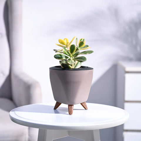 Crassula Ovata Variegated