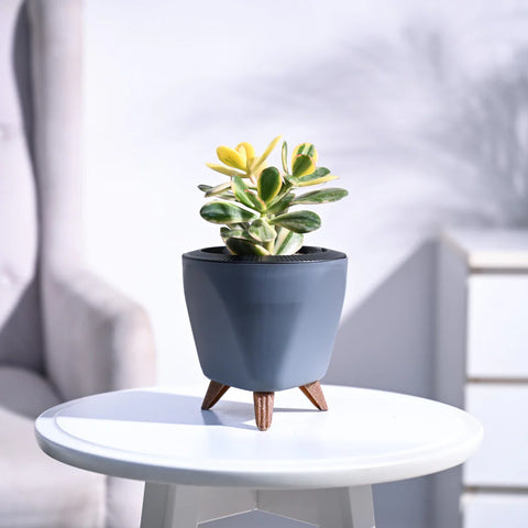 Crassula Ovata Variegated