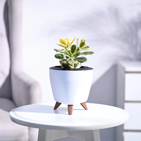 Crassula Ovata Variegated