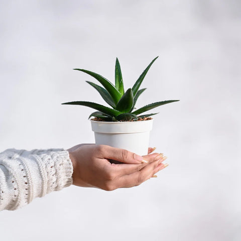 Aloe Vera Green Mini