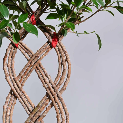 Ficus Microcarpa - Netted XL