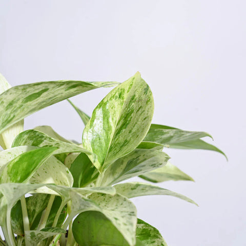 Money Plant Marble