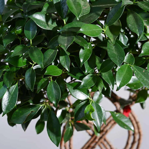Ficus Microcarpa - Netted XL