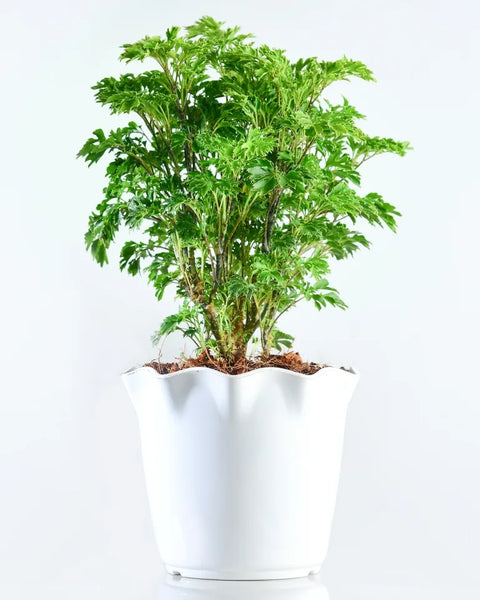 Aralia Golden