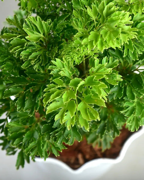 Aralia Golden