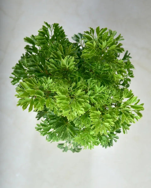 Aralia Golden