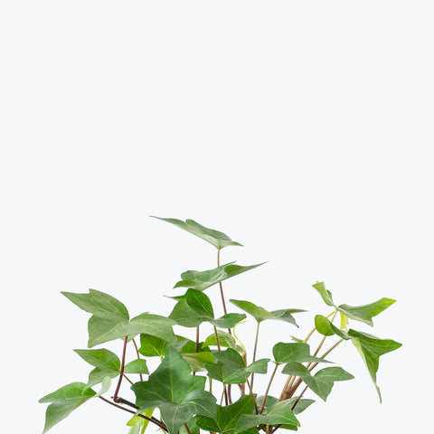 English Ivy