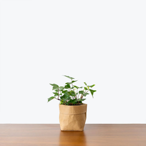 English Ivy